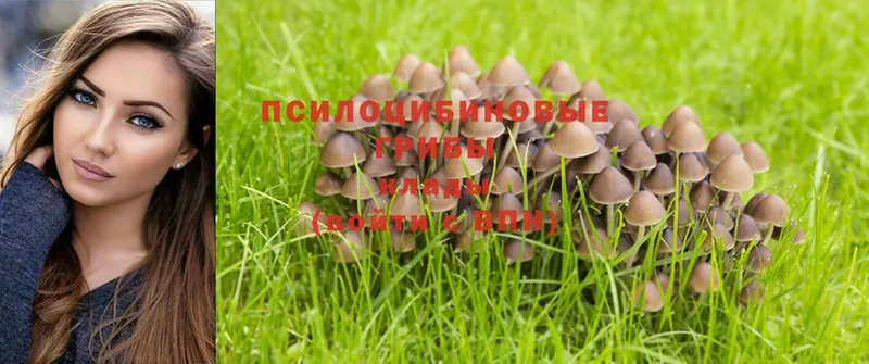 Псилоцибиновые грибы MAGIC MUSHROOMS  Апшеронск 